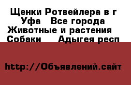 Щенки Ротвейлера в г.Уфа - Все города Животные и растения » Собаки   . Адыгея респ.